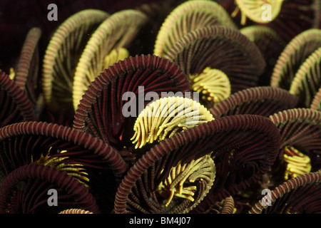 Tentakel Peitschenkorallen, Comantheria SP., Raja Ampat, West Papua, Indonesien Stockfoto
