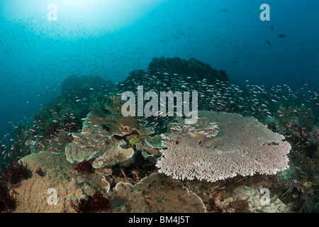 Korallenfische über Tischkoralle, Raja Ampat, West Papua, Indonesien Stockfoto