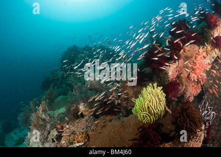 Schulzeit Füsiliere über Coral Reef, Pterocaesio Pisang, Raja Ampat, West Papua, Indonesien Stockfoto
