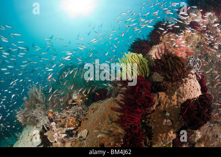 Schulzeit Füsiliere über Coral Reef, Pterocaesio Pisang, Raja Ampat, West Papua, Indonesien Stockfoto