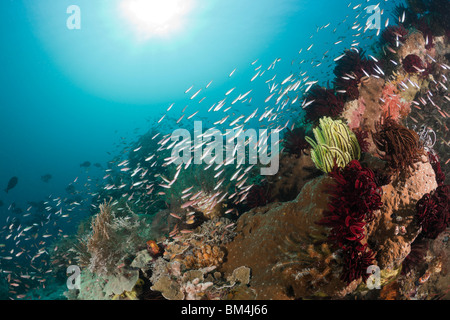 Schulzeit Füsiliere über Coral Reef, Pterocaesio Pisang, Raja Ampat, West Papua, Indonesien Stockfoto