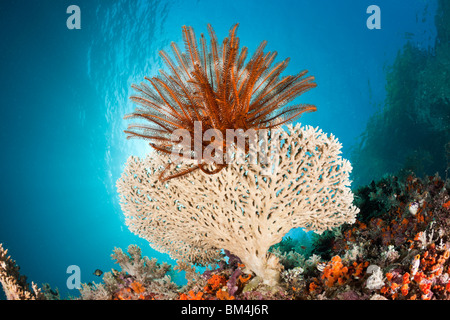 Auf kleinen Tischkoralle Peitschenkorallen Comanthina SP., Raja Ampat, West Papua, Indonesien Stockfoto