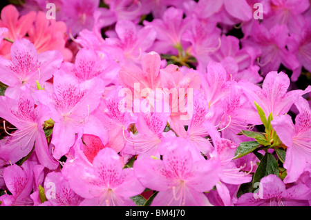 Nahaufnahme von Rosa blühenden Azaleen Stockfoto