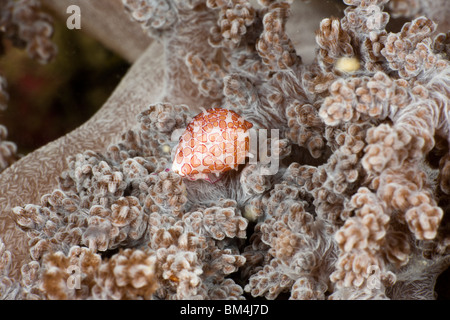 Schnecke, Ei Globovula Margarita, Raja Ampat, West Papua, Indonesien Stockfoto