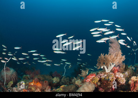 Der Banane Fusilier über Riff, flachem Pterocaesio Pisang, Raja Ampat, West Papua, Indonesien Stockfoto
