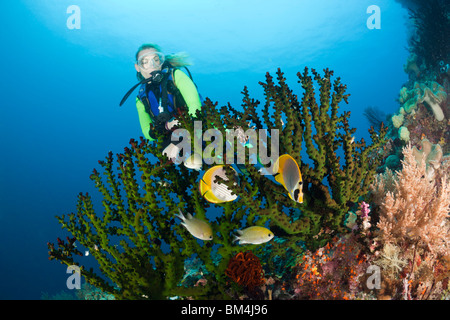 Scuba Diver Uhren Butterflyfish, Chaetodontidae Adiergastos, Raja Ampat, West Papua, Indonesien Stockfoto