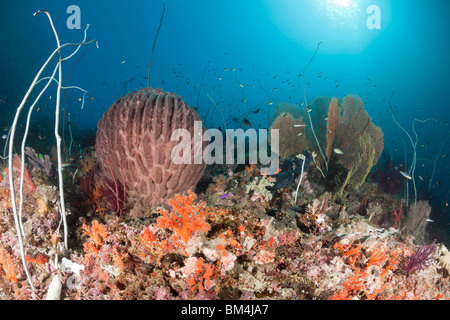 Korallenriff, Raja Ampat, West Papua, Indonesien Stockfoto