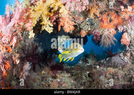 Gelb-Band Süßlippen zwischen Weichkorallen, Plectorhinchus Polytaenia, Raja Ampat, West Papua, Indonesien Stockfoto