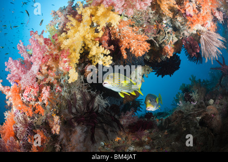 Gelb-Band Süßlippen zwischen Weichkorallen, Plectorhinchus Polytaenia, Raja Ampat, West Papua, Indonesien Stockfoto