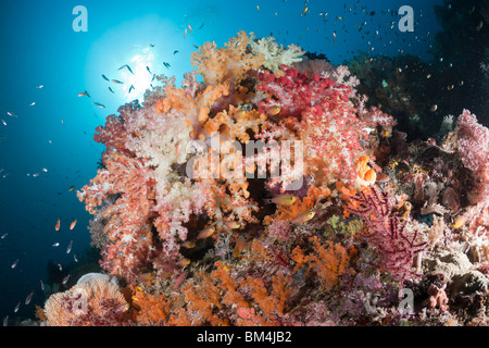 Bunte Weichkorallen, Dendronephthya SP., Raja Ampat, West Papua, Indonesien Stockfoto