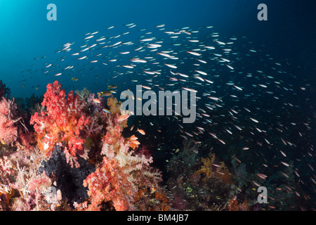 Schulbildung Pisang Füsiliere über Weichkorallen, Pterocaesio Pisang, Raja Ampat, West Papua, Indonesien Stockfoto