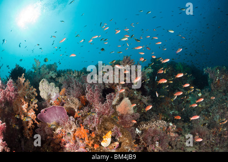 Anthias über Coral Reef, Pseudanthias Cheirospilos, Raja Ampat, West Papua, Indonesien Stockfoto
