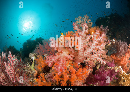 Bunte Weichkorallen, Dendronephthya SP., Raja Ampat, West Papua, Indonesien Stockfoto