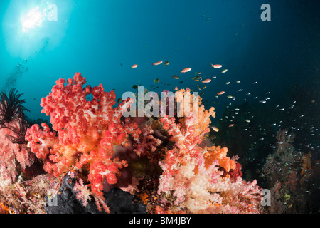 Bunte Korallenriff, Raja Ampat, West Papua, Indonesien Stockfoto