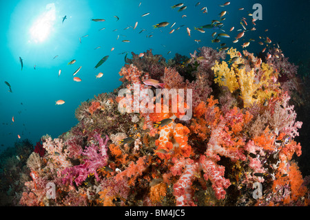 Bunte Korallenriff, Raja Ampat, West Papua, Indonesien Stockfoto