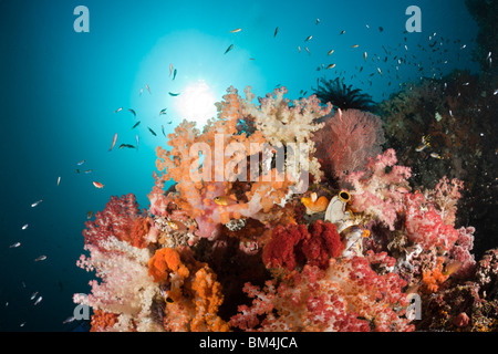 Bunte Korallenriff, Raja Ampat, West Papua, Indonesien Stockfoto