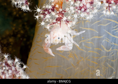 Weiche Koralle Silberservice Krabbe, Porcellanella Triloba, Raja Ampat, West Papua, Indonesien Stockfoto