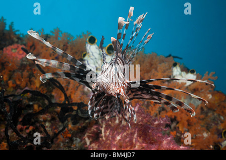 Feuerfische, Pterois Volitans, Raja Ampat, West Papua, Indonesien Stockfoto