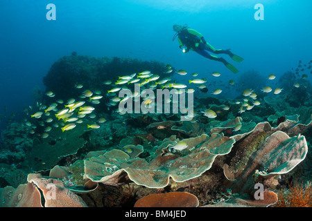 Taucher und Großaugen-Schnapper Lutjanus Lutjanus, Raja Ampat, West Papua, Indonesien Stockfoto