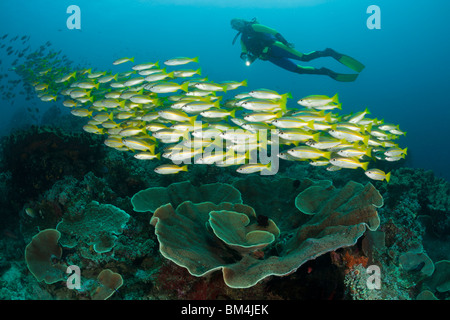 Großaugen-Schnapper und Scuba Diver Lutjanus Lutjanus, Raja Ampat, West Papua, Indonesien Stockfoto