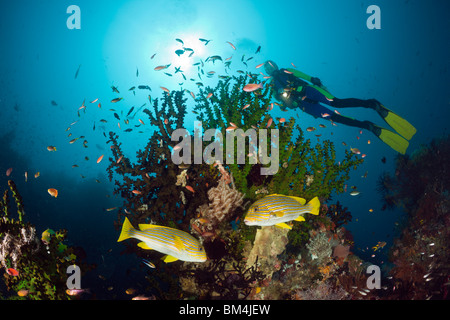 Gelb-Band Süßlippen und Taucher, Plectorhinchus Polytaenia, Raja Ampat, West Papua, Indonesien Stockfoto