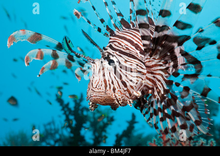Feuerfische, Pterois Volitans, Raja Ampat, West Papua, Indonesien Stockfoto