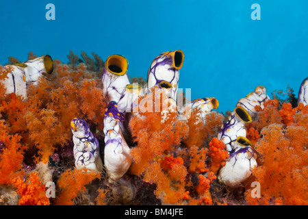 Goldene Manteltier zwischen Weichkorallen, Polycarpa Aurata, Raja Ampat, West Papua, Indonesien Stockfoto