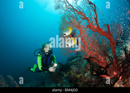 Panda Butterflyfish und Taucher, Chaetodontidae Adiergastos, Raja Ampat, West Papua, Indonesien Stockfoto