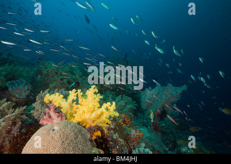 Füsiliere über Coral Reef, Pterocaesio Pisang, Pterocaesio Fliese, Raja Ampat, West Papua, Indonesien Stockfoto