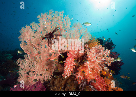Gesunden Korallenriff, Raja Ampat, West Papua, Indonesien Stockfoto