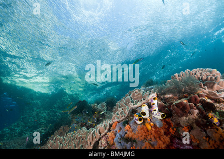 Korallenriff, Raja Ampat, West Papua, Indonesien Stockfoto