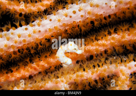 Denise Pygmäen Seepferdchen, Hippocampus Denise, Raja Ampat, West Papua, Indonesien Stockfoto