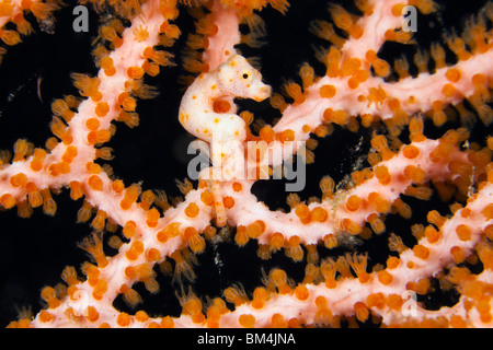 Denise Pygmäen Seepferdchen, Hippocampus Denise, Raja Ampat, West Papua, Indonesien Stockfoto