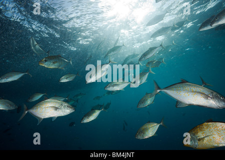 Orangespotted Makrelen Jagd Ährenfischartige, Carangoides Bajad, Raja Ampat, West Papua, Indonesien Stockfoto