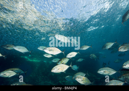 Orangespotted Makrelen Jagd Ährenfischartige, Carangoides Bajad, Raja Ampat, West Papua, Indonesien Stockfoto