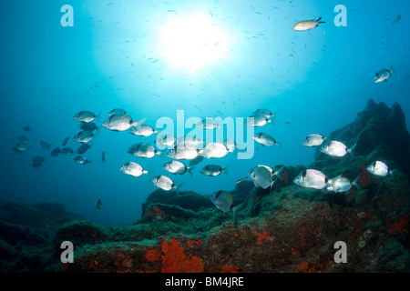 Fischschwarm von zwei gebändert Brachsen, Brasse Vulgaris, Tamariu, Costa Brava, Mittelmeer, Spanien Stockfoto