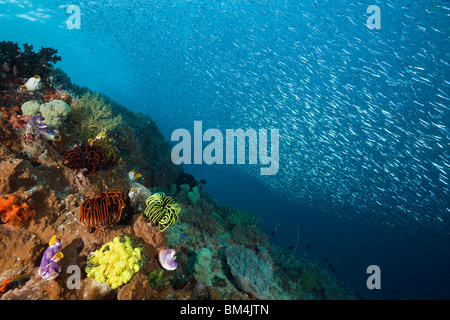 Schwarm von Ährenfischartige über Korallenriff, Atherinidae, Raja Ampat, West-Papua, Indonesien Stockfoto