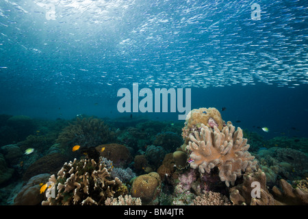 Schwarm von Ährenfischartige über Korallenriff, Atherinidae, Raja Ampat, West-Papua, Indonesien Stockfoto