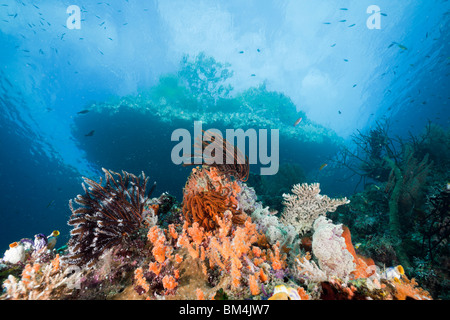 Seichten Korallenriff, Raja Ampat, West-Papua, Indonesien Stockfoto