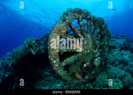 Bahn-Rad von Numidien Wrack, Brother Islands, Rotes Meer, Ägypten Stockfoto