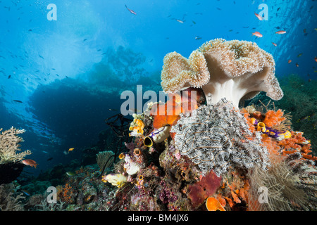 Seichten Korallenriff, Raja Ampat, West-Papua, Indonesien Stockfoto