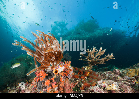 Seichten Korallenriff, Raja Ampat, West-Papua, Indonesien Stockfoto