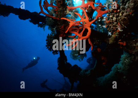 Unterwasserwelt am Wrack der Umbria, Wingate Reef, Rotes Meer, Sudan Stockfoto