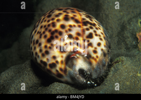 Tiger Kaurischnecke Cypraea Tigris Bunaken Nationalpark, Sulawesi, Indonesien Stockfoto