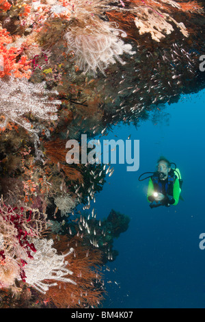 Taucher am Korallenriff, Raja Ampat, West Papua, Indonesien Stockfoto