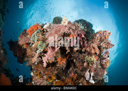 Bunte Korallenriff, Raja Ampat, West Papua, Indonesien Stockfoto