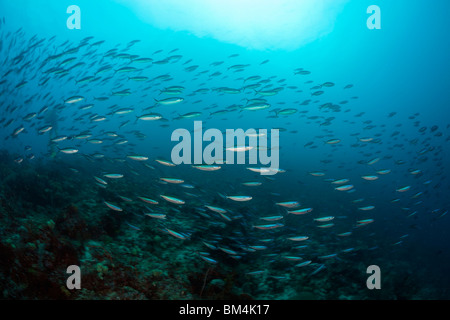 Neon-Füsilier Schulbesuch, Pterocaesio Fliese, Raja Ampat, West-Papua, Indonesien Stockfoto