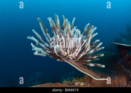 Peitschenkorallen am Korallenriff, Comanthina SP., Raja Ampat, West Papua, Indonesien Stockfoto
