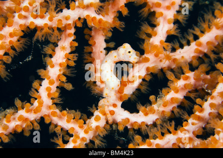 Denise Pygmäen Seepferdchen, Hippocampus Denise, Raja Ampat, West Papua, Indonesien Stockfoto