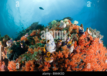 Korallenriff mit goldenen Tunicate Polycarpa Aurata, Raja Ampat, West Papua, Indonesien Stockfoto